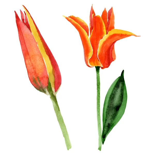 Fleurs botaniques florales de tulipe orange. Ensemble d'illustration de fond aquarelle. Élément d'illustration de tulipes isolées . — Photo de stock