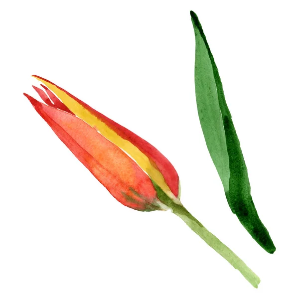 Laranja tulipa flores botânicas florais. Conjunto de ilustração de fundo aquarela. Isolado tulipas ilustração elemento . — Fotografia de Stock