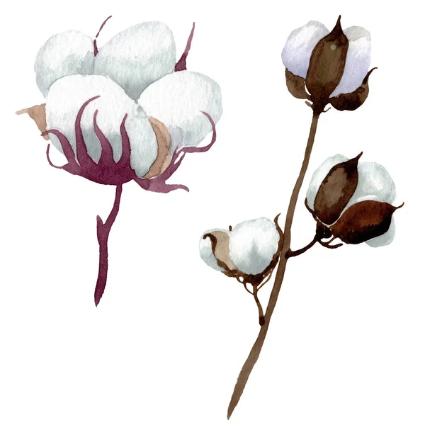 Fiori botanici floreali in cotone bianco. Acquerello sfondo illustrazione set. Elemento di illustrazione in cotone isolato . — Foto stock