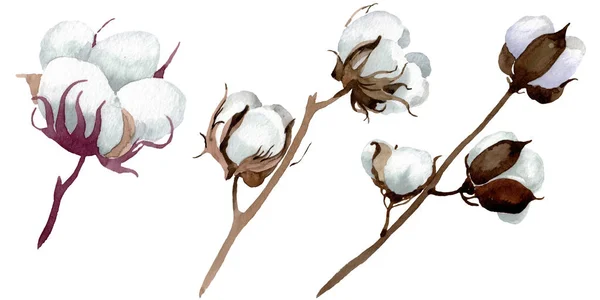 Flores botánicas florales de algodón blanco. Conjunto de ilustración de fondo acuarela. Elemento de ilustración de algodón aislado . - foto de stock