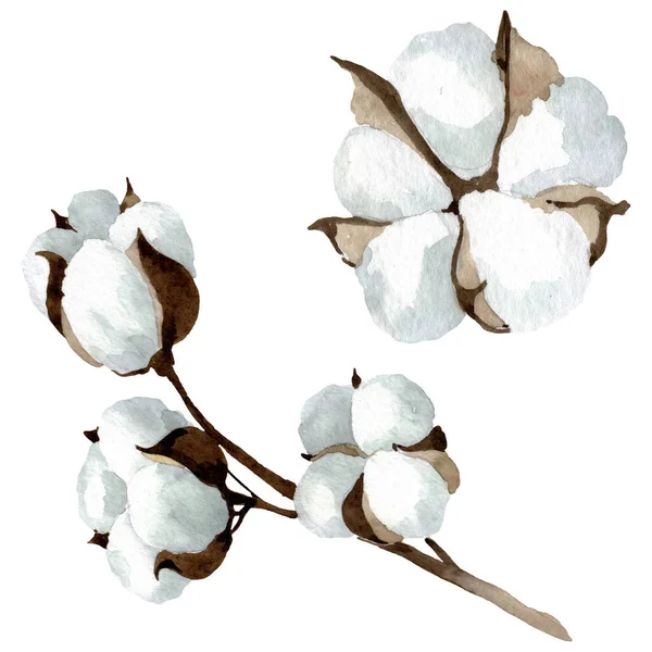 White cotton floral botanical flowers. Watercolor background illustration set. Isolated cotton illustration element. — Stock Photo