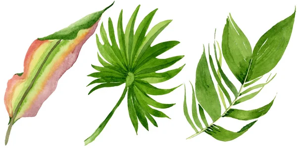 Palm beach tree leaves jungle botanical. Watercolor background illustration set. Isolated leaves illustration element. — Stock Photo