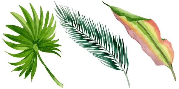 Palm beach tree leaves jungle botanical. Watercolor background illustration set. Isolated leaves illustration element. — Stock Photo