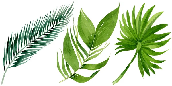 Palm Beach Tree листя джунглі ботанічний. Набір ілюстрацій для фону акварелі. Елемент ізольованим листям ілюстрація. — стокове фото