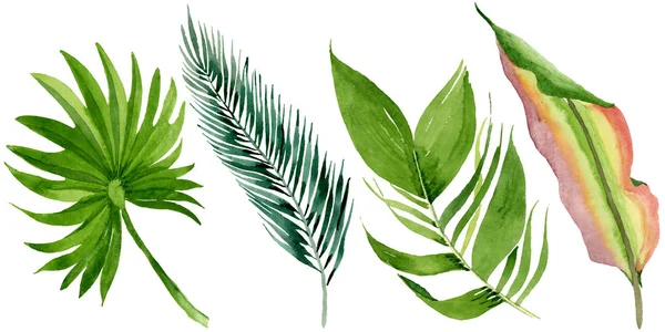 Palm beach tree leaves jungle botanical. Watercolor background illustration set. Isolated leaves illustration element. — Stock Photo