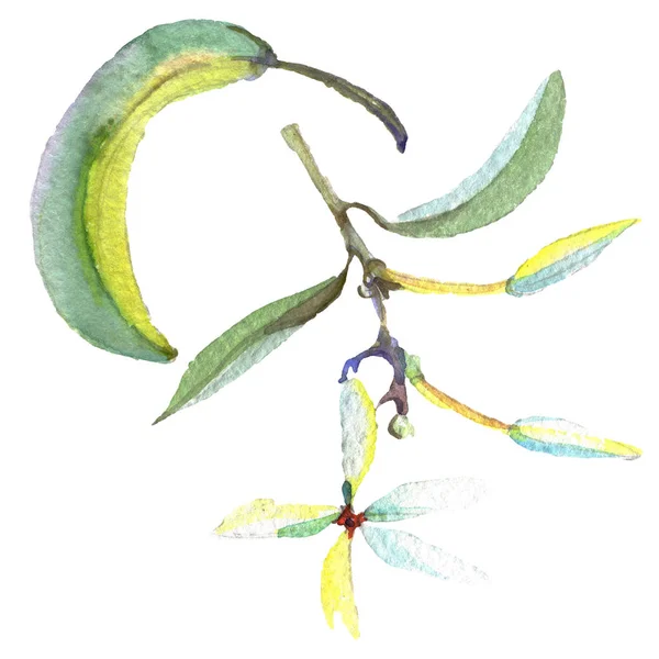 Ramo de azeitona com fruta preta e verde. Conjunto de ilustração de fundo aquarela. Azeitonas isoladas elemento ilustrativo . — Fotografia de Stock