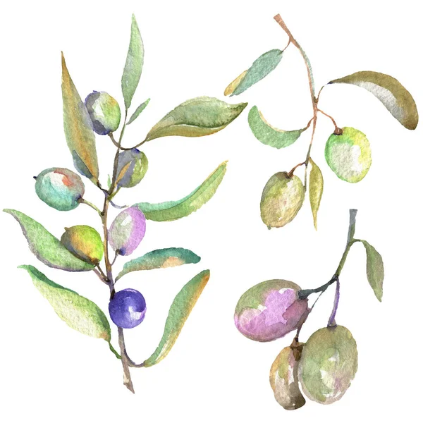 Olive branch with black and green fruit. Watercolor background illustration set. Isolated olives illustration element. — Stock Photo
