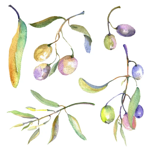 Ramo d'ulivo con frutto nero e verde. Acquerello sfondo illustrazione set. Elemento illustrativo olive isolate . — Foto stock