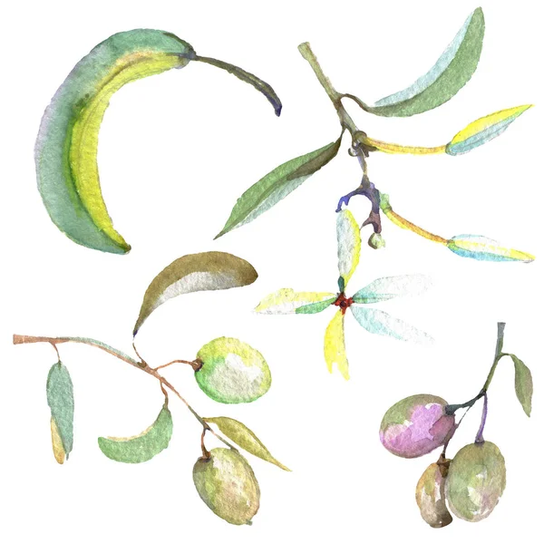 Ramo de azeitona com fruta preta e verde. Conjunto de ilustração de fundo aquarela. Azeitonas isoladas elemento ilustrativo . — Fotografia de Stock
