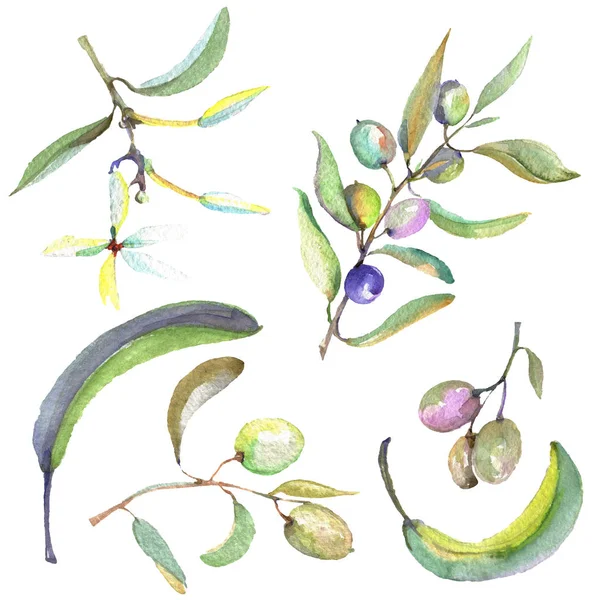 Rama de olivo con fruta negra y verde. Conjunto de ilustración de fondo acuarela. Elemento ilustrativo de aceitunas aisladas
. - foto de stock