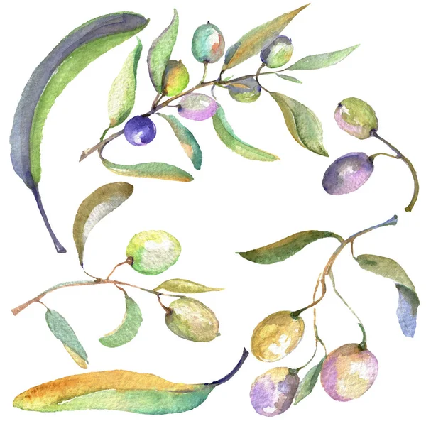 Rama de olivo con fruta negra y verde. Conjunto de ilustración de fondo acuarela. Elemento ilustrativo de aceitunas aisladas . - foto de stock