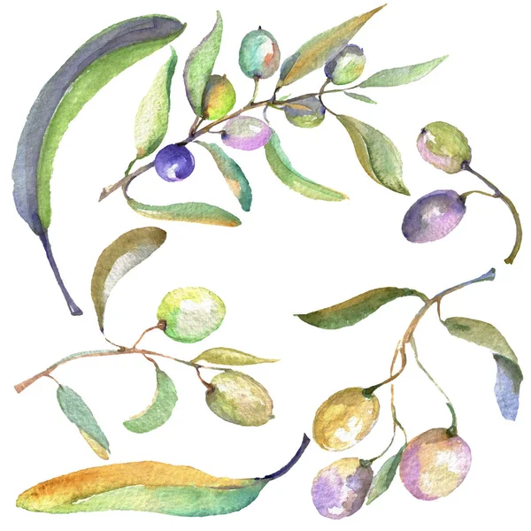 Olive branch with black and green fruit. Watercolor background illustration set. Isolated olives illustration element. — Stock Photo