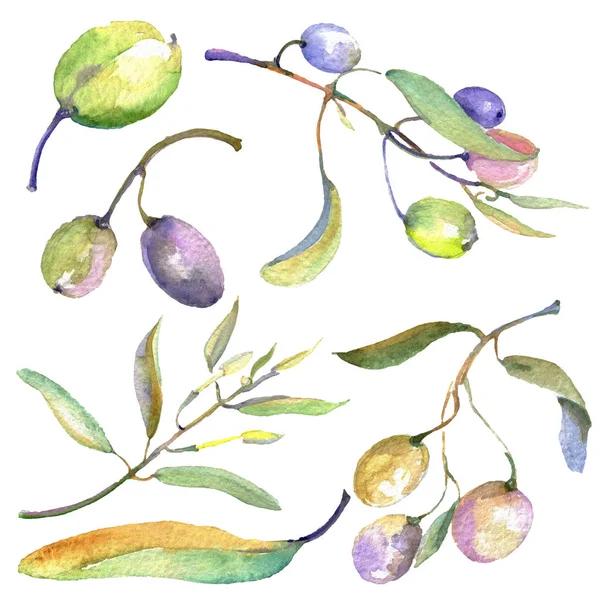 Ramo de azeitona com fruta preta e verde. Conjunto de ilustração de fundo aquarela. Azeitonas isoladas elemento ilustrativo . — Stock Photo