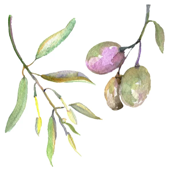 Branche d'olivier aux fruits noirs et verts. Ensemble d'illustration de fond aquarelle. Elément d'illustration olives isolées . — Photo de stock