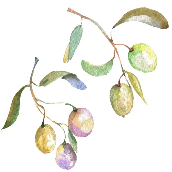 Branche d'olivier aux fruits noirs et verts. Ensemble d'illustration de fond aquarelle. Elément d'illustration olives isolées . — Photo de stock