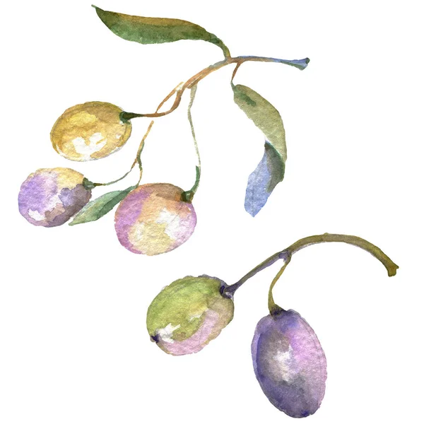 Branche d'olivier aux fruits noirs et verts. Ensemble d'illustration de fond aquarelle. Elément d'illustration olives isolées . — Photo de stock