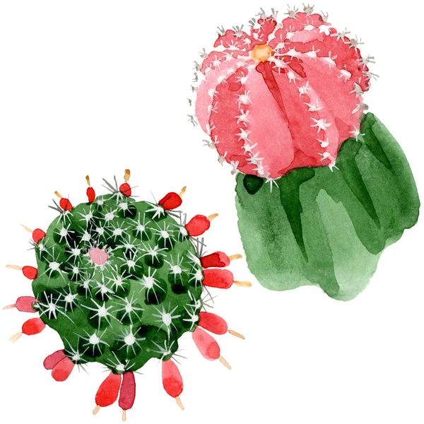 Rote und grüne Kakteen isoliert auf weißem Aquarell-Illustrationsset. — Stockfoto