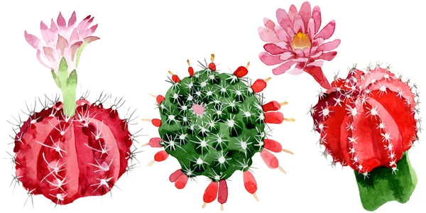 Cactus rouges et verts isolés sur l'aquarelle blanche illustration ensemble . — Photo de stock