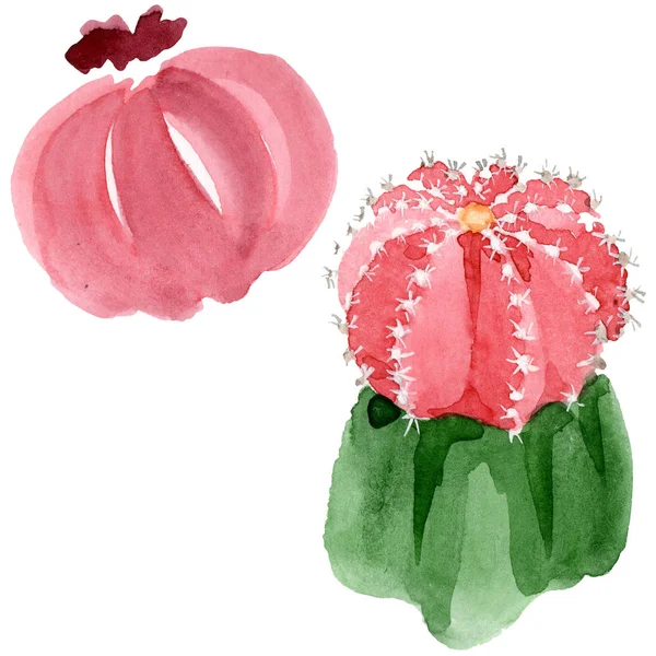 Red and green cacti isolated on white watercolor illustration set. — Stock Photo