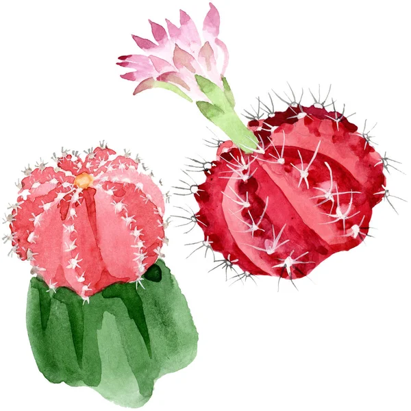 Cactus rossi e verdi isolati su set di illustrazioni ad acquerello bianco . — Foto stock