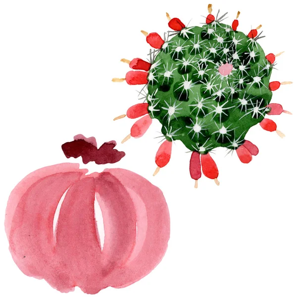 Червоний і зелений кактуси ізольовані на білому акварельному наборі ілюстрацій . — стокове фото
