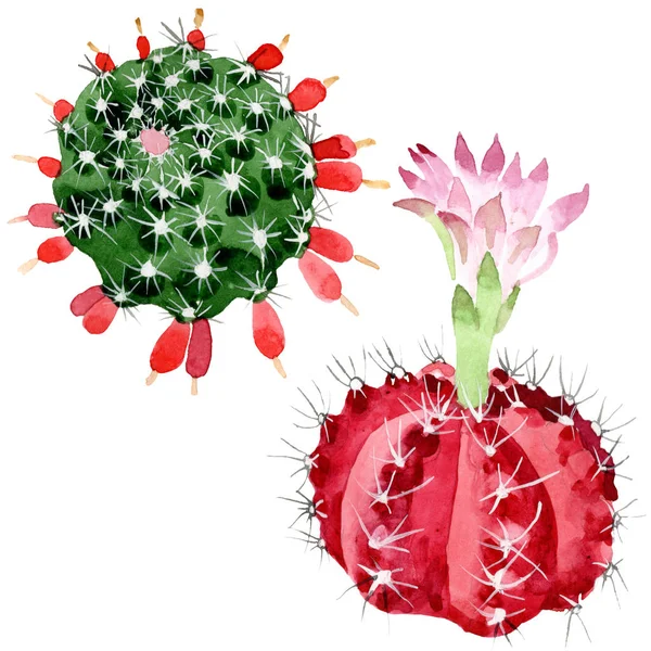 Red and green cacti isolated on white watercolor illustration set. — Stock Photo