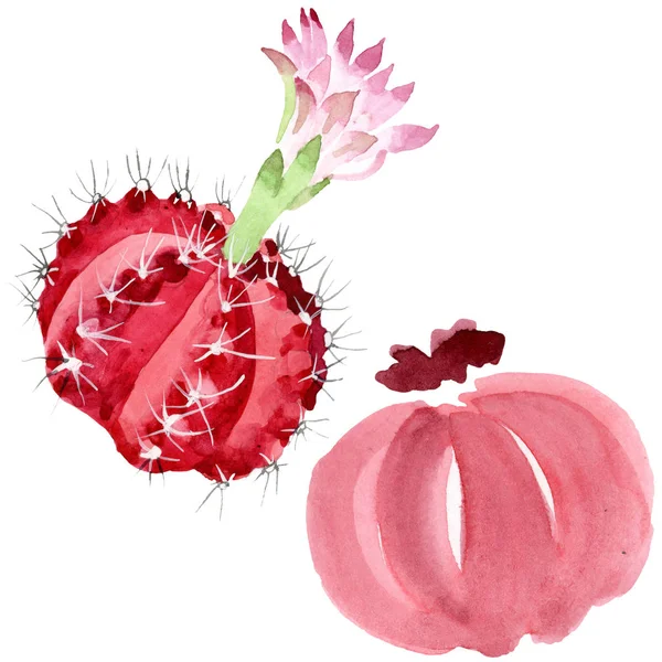 Cactus rouges et verts isolés sur l'aquarelle blanche illustration ensemble . — Photo de stock