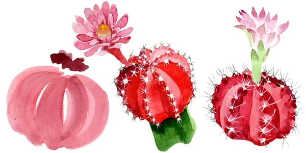 Red and green cacti isolated on white watercolor illustration set. — Stock Photo