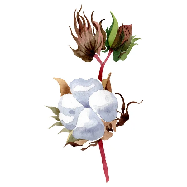 Botanische Baumwollblumen. wildes Frühlingsblatt Wildblume isoliert. Aquarell Hintergrundillustration Set. Aquarell zeichnen Mode-Aquarell. isoliertes Baumwollillustrationselement. — Stockfoto