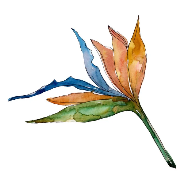 Екзотичне тропічне гавайське літо. Набір ілюстрацій для акварельного фону. Ізольовані квіти елемент ілюстрації . — стокове фото