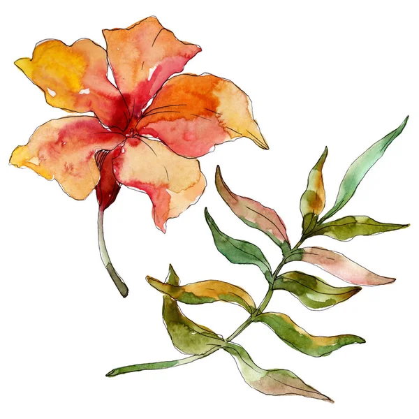 Été hawaïen tropical exotique. Ensemble d'illustration de fond aquarelle. Elément d'illustration de fleurs isolées . — Photo de stock