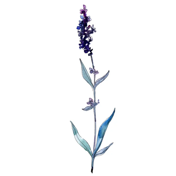 Lavendel blühende botanische Blumen. Aquarell Hintergrundillustration Set. isoliertes Lavendel-Illustrationselement. — Stockfoto