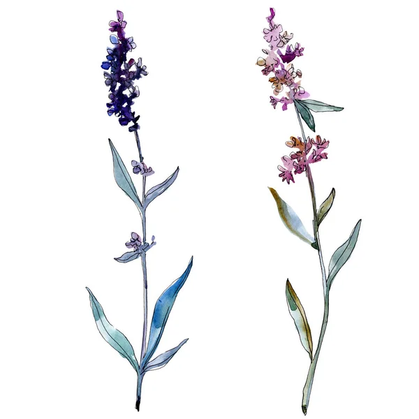 Lavendel blühende botanische Blumen. Aquarell Hintergrundillustration Set. isoliertes Lavendel-Illustrationselement. — Stockfoto