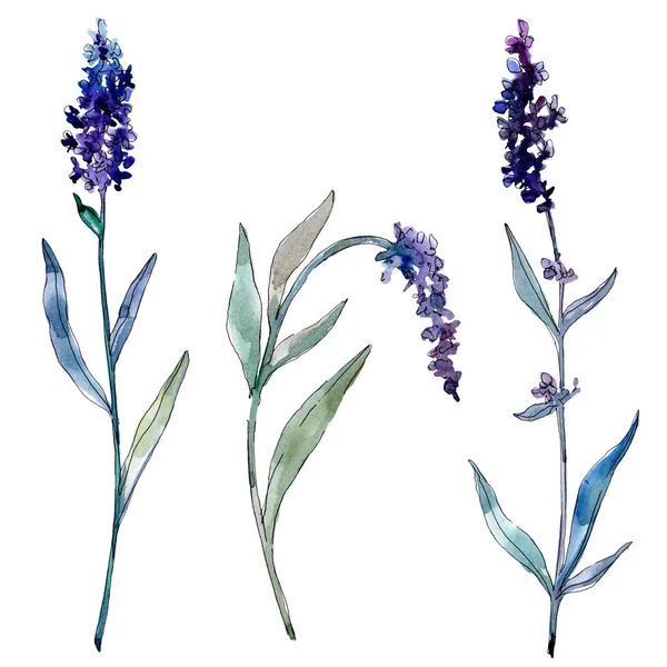 Lavendel blühende botanische Blumen. Aquarell Hintergrundillustration Set. isoliertes Lavendel-Illustrationselement. — Stockfoto