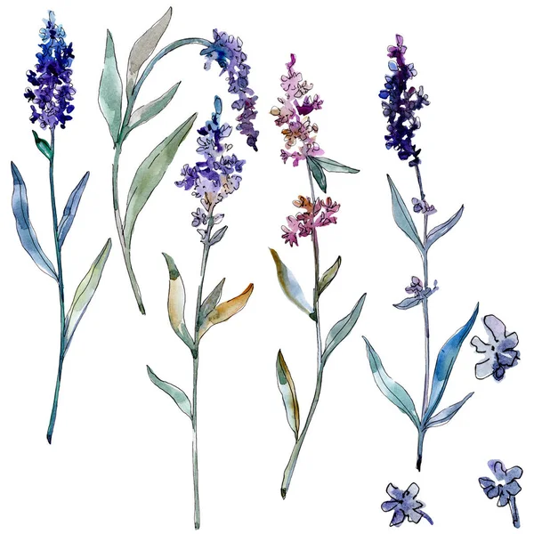 Lavendel blühende botanische Blumen. Aquarell Hintergrundillustration Set. isoliertes Lavendel-Illustrationselement. — Stockfoto