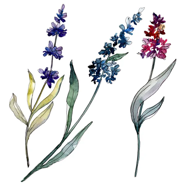 Lavendel blühende botanische Blumen. Aquarell Hintergrundillustration Set. Einzelnes Levender-Illustrationselement. — Stockfoto