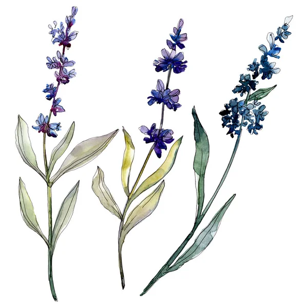 Lavendel blühende botanische Blumen. Aquarell Hintergrundillustration Set. Einzelnes Levender-Illustrationselement. — Stockfoto