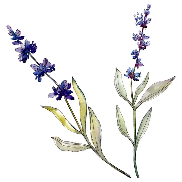 Lavendel blühende botanische Blumen. Aquarell Hintergrundillustration Set. Einzelnes Levender-Illustrationselement. — Stockfoto