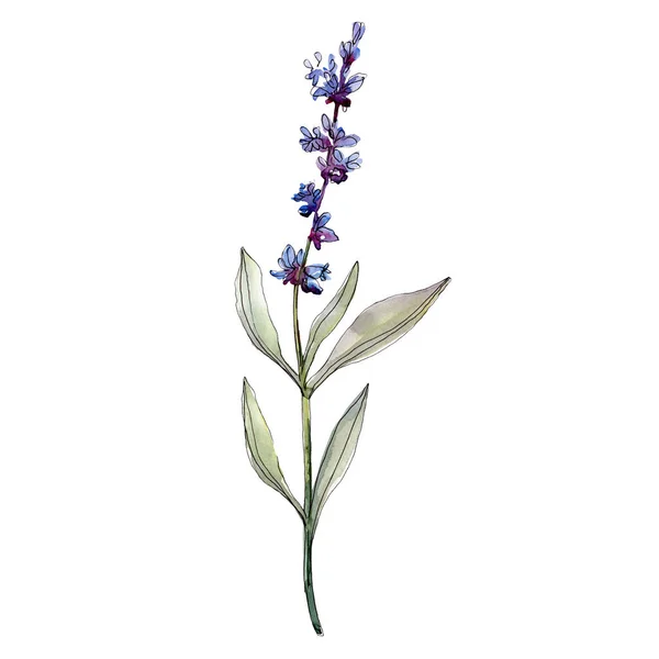 Lavendel blühende botanische Blumen. Aquarell Hintergrundillustration Set. Einzelnes Levender-Illustrationselement. — Stockfoto