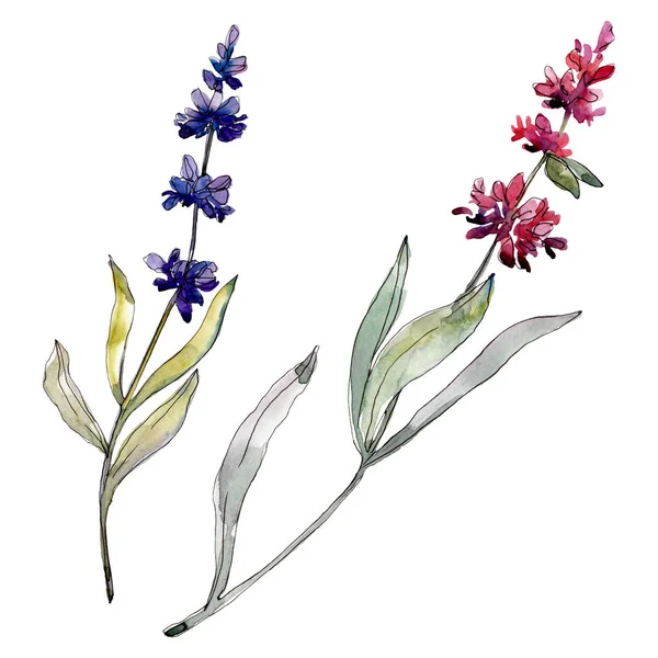 Fiori botanici floreali di lavanda. Acquerello sfondo illustrazione set. Elemento di illustrazione livellatore isolato . — Foto stock