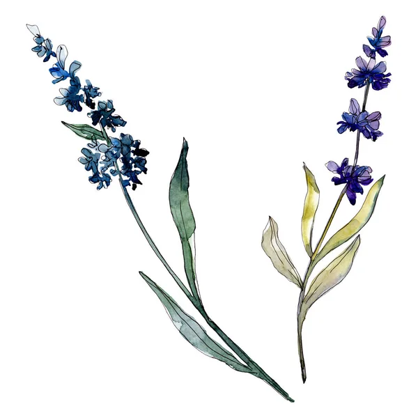 Lavendel blühende botanische Blumen. Aquarell Hintergrundillustration Set. Einzelnes Levender-Illustrationselement. — Stockfoto