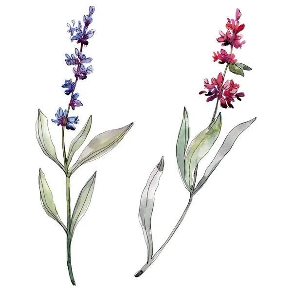 Lavendel blühende botanische Blumen. Aquarell Hintergrundillustration Set. Einzelnes Levender-Illustrationselement. — Stockfoto