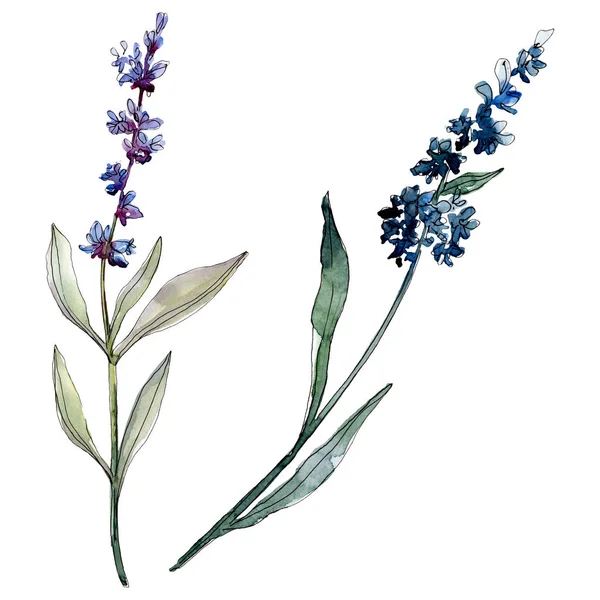 Lavendel blühende botanische Blumen. Aquarell Hintergrundillustration Set. Einzelnes Levender-Illustrationselement. — Stockfoto