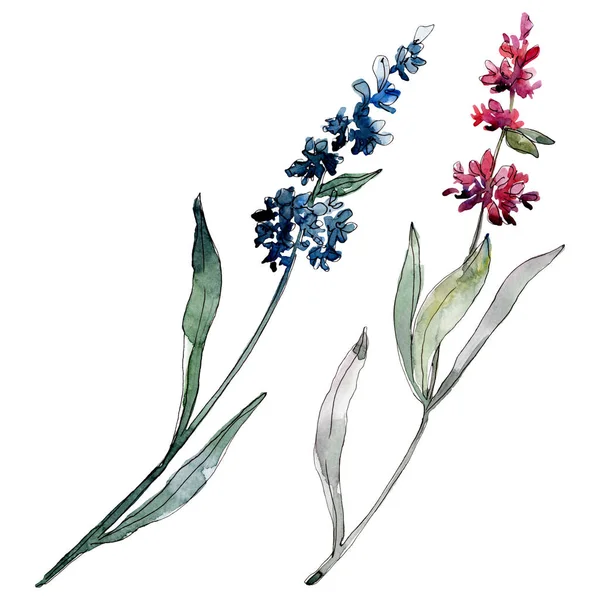 Lavendel blühende botanische Blumen. Aquarell Hintergrundillustration Set. Einzelnes Levender-Illustrationselement. — Stockfoto