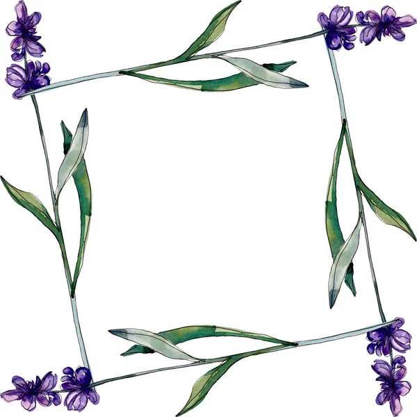 Fiori botanici floreali di lavanda. Fiore selvatico primaverile isolato. Acquerello sfondo illustrazione set. Acquerello disegno moda acquerello isolato. Quadrato ornamento bordo cornice . — Foto stock