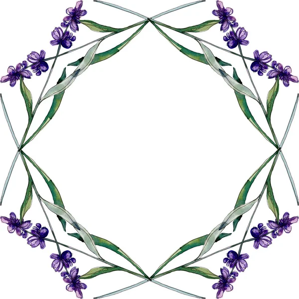 Fiori botanici floreali di lavanda. Fiore selvatico primaverile isolato. Acquerello sfondo illustrazione set. Acquerello disegno moda acquerello isolato. Quadrato ornamento bordo cornice . — Foto stock