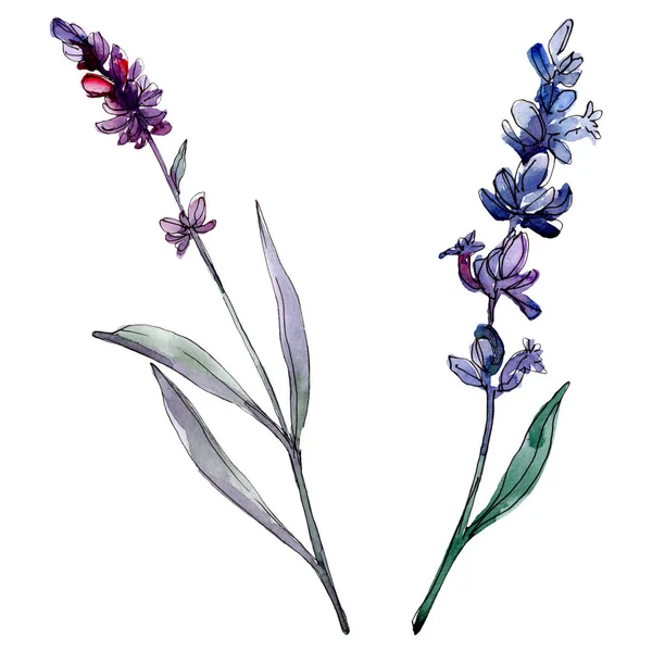 Lavendel blühende botanische Blumen. wildes Frühlingsblatt Wildblume isoliert. Aquarell Hintergrundillustration Set. Aquarellzeichnung Modeaquarell isoliert. isoliertes Lavendel-Illustrationselement. — Stockfoto