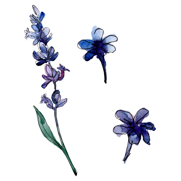 Lavendel blühende botanische Blumen. wildes Frühlingsblatt Wildblume isoliert. Aquarell Hintergrundillustration Set. Aquarellzeichnung Modeaquarell isoliert. isoliertes Lavendel-Illustrationselement. — Stockfoto