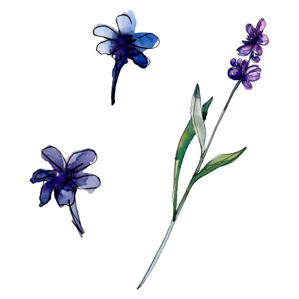 Fiori botanici floreali di lavanda. Fiore selvatico primaverile isolato. Acquerello sfondo illustrazione set. Acquerello disegno moda acquerello isolato. Elemento isolante di illustrazione lavanda . — Foto stock