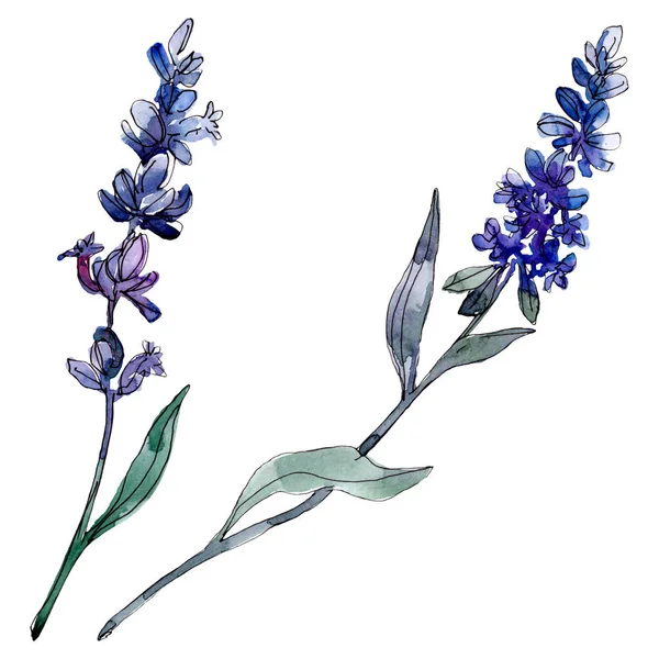 Fiori botanici floreali di lavanda. Fiore selvatico primaverile isolato. Acquerello sfondo illustrazione set. Acquerello disegno moda acquerello isolato. Elemento isolante di illustrazione lavanda . — Foto stock